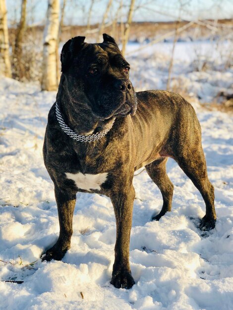 Foto nahaufnahme eines hundes auf schneebedecktem land