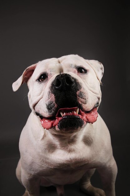 Nahaufnahme eines Hundes auf schwarzem Hintergrund