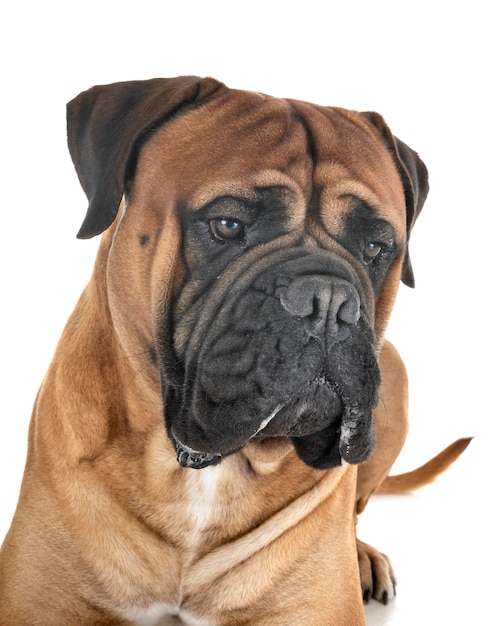Nahaufnahme eines Hundes auf weißem Hintergrund