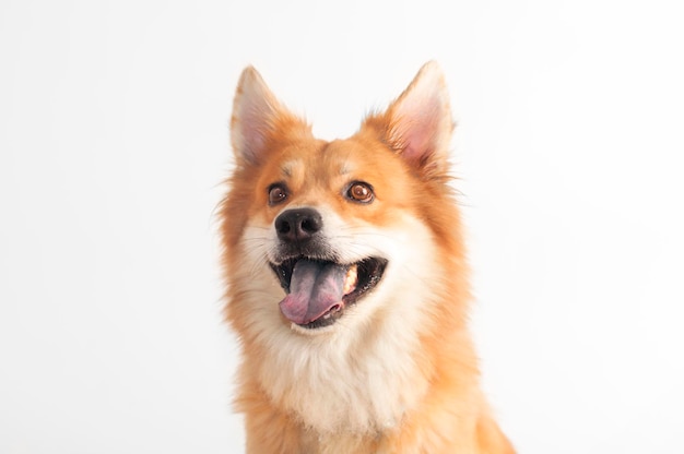 Nahaufnahme eines Hundes auf weißem Hintergrund