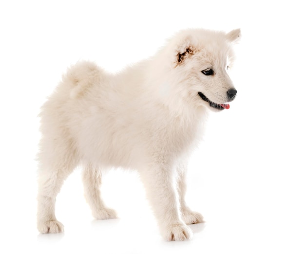 Nahaufnahme eines Hundes auf weißem Hintergrund