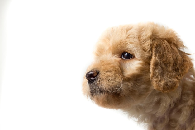 Nahaufnahme eines Hundes auf weißem Hintergrund