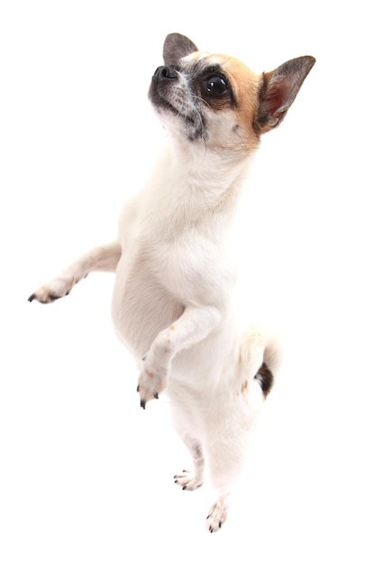 Nahaufnahme eines Hundes auf weißem Hintergrund