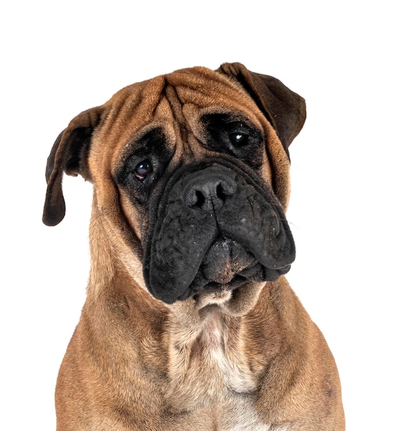 Nahaufnahme eines Hundes auf weißem Hintergrund
