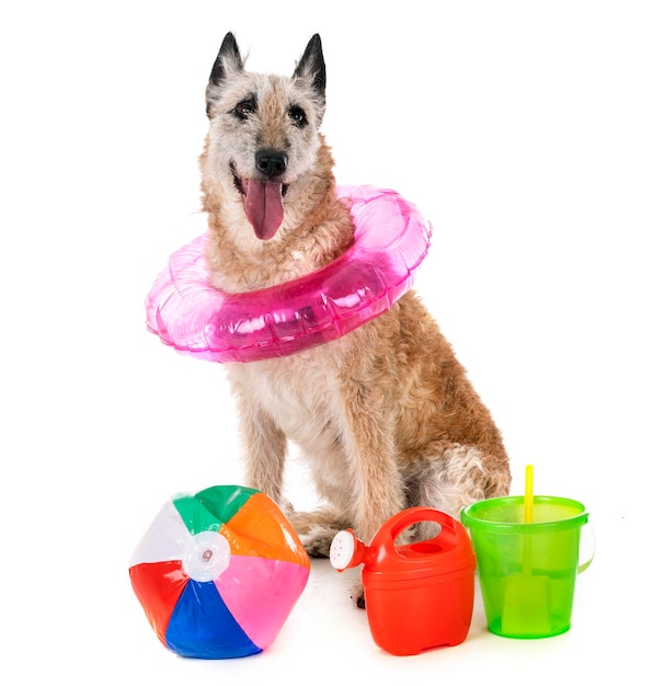 Nahaufnahme eines Hundes auf weißem Hintergrund