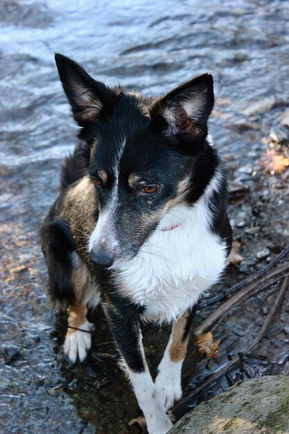 Foto nahaufnahme eines hundes, der am strand sitzt