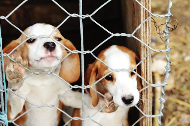 Foto nahaufnahme eines hundes, der am zaun steht