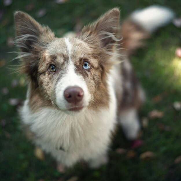 Nahaufnahme eines Hundes, der an Land steht