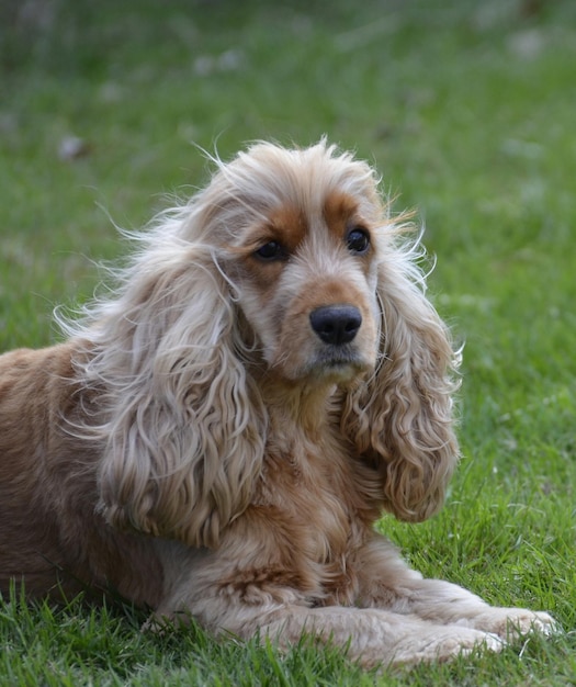 Nahaufnahme eines Hundes, der auf dem Feld sitzt