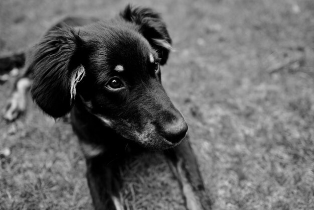 Foto nahaufnahme eines hundes, der auf dem feld wegblickt