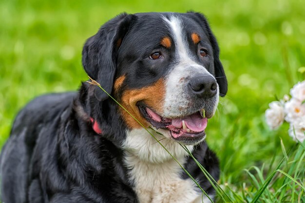 Foto nahaufnahme eines hundes, der auf dem feld wegblickt