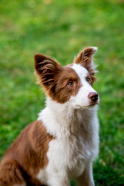Nahaufnahme eines Hundes, der auf dem Land sitzt und nach oben schaut