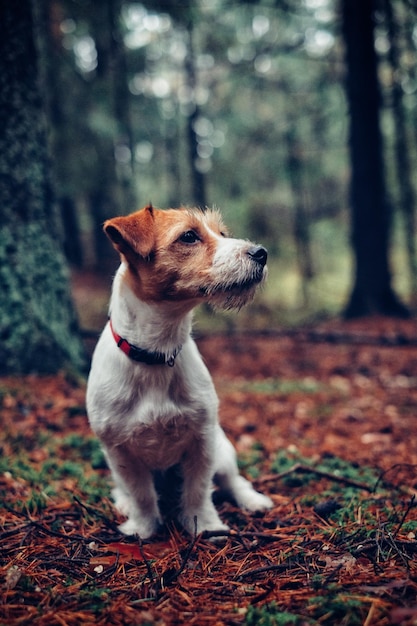 Nahaufnahme eines Hundes, der auf einem Feld im Wald sitzt