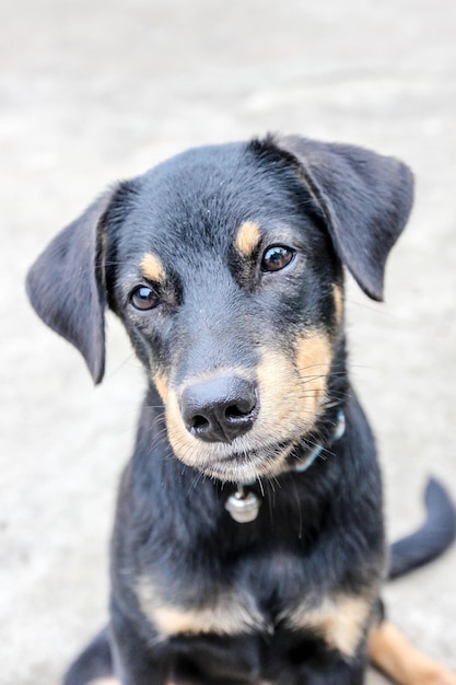 Nahaufnahme eines Hundes, der auf einem Fußweg sitzt