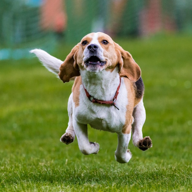 Nahaufnahme eines Hundes, der auf einem grasbewachsenen Feld rennt