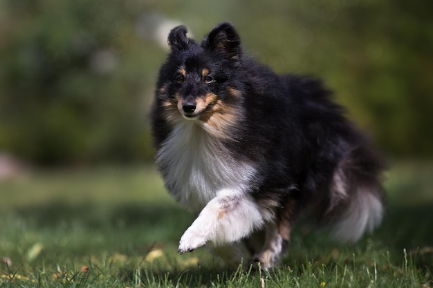 Foto nahaufnahme eines hundes, der auf einem grasbewachsenen feld rennt