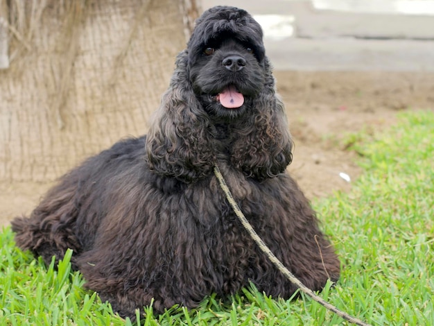 Foto nahaufnahme eines hundes, der auf einem grasbewachsenen feld sitzt