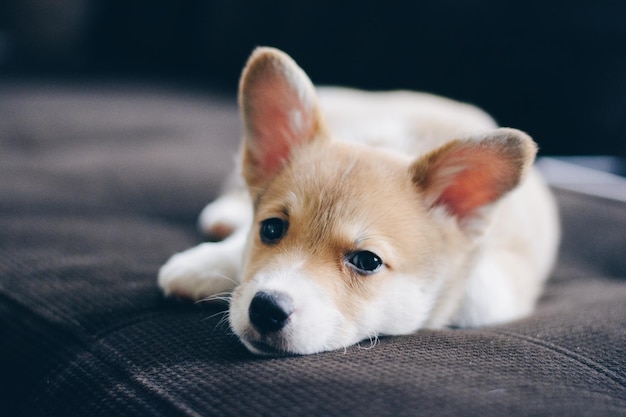 Nahaufnahme eines Hundes, der auf einem Sofa sitzt
