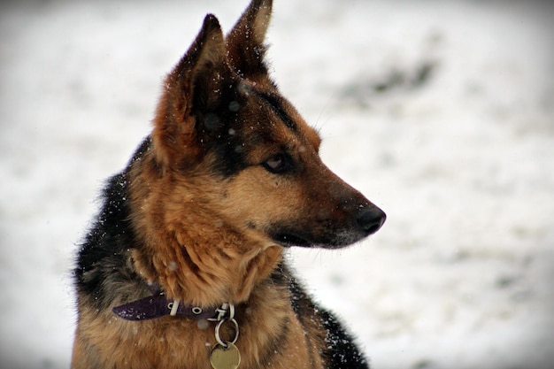 Nahaufnahme eines Hundes, der auf Schnee wegblickt