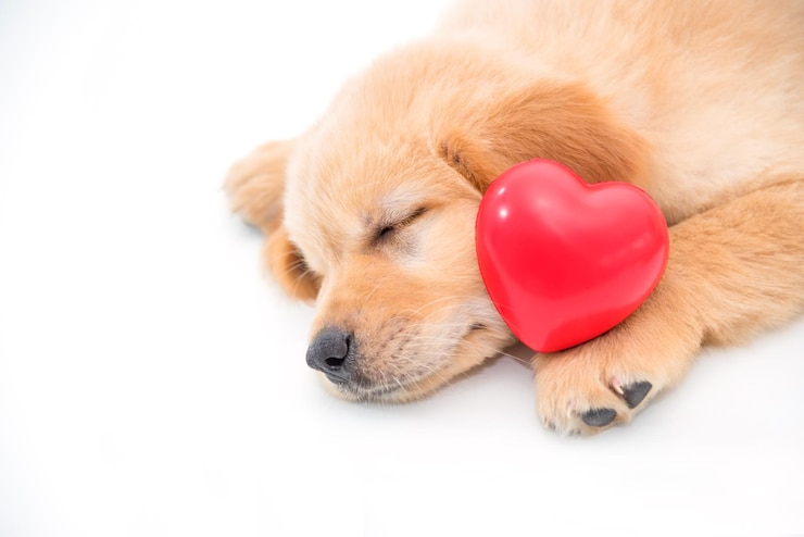 Foto nahaufnahme eines hundes, der auf weißem hintergrund liegt