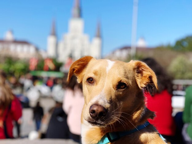 Foto nahaufnahme eines hundes, der die stadt betrachtet