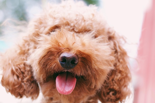 Nahaufnahme eines Hundes, der die Zunge herausstreckt