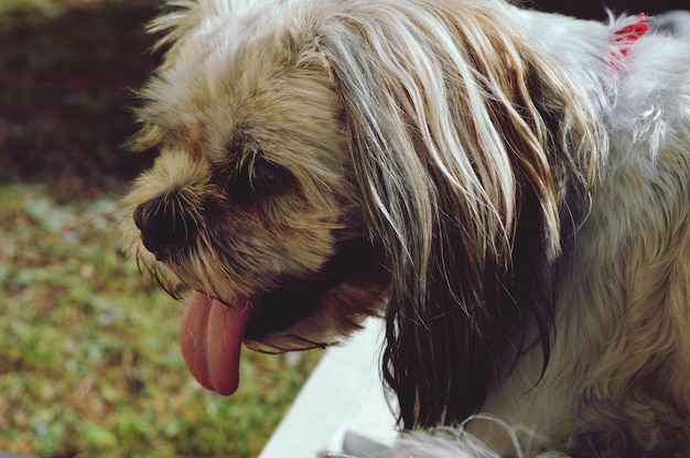 Nahaufnahme eines Hundes, der die Zunge herausstreckt