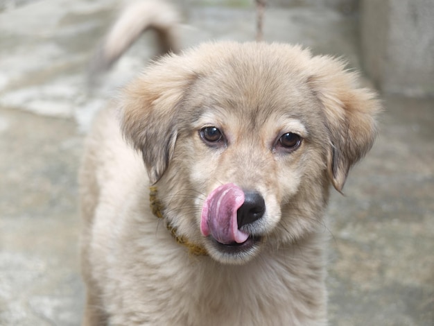 Nahaufnahme eines Hundes, der die Zunge herausstreckt