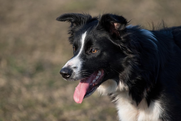 Nahaufnahme eines Hundes, der draußen steht und die Zunge herausstreckt