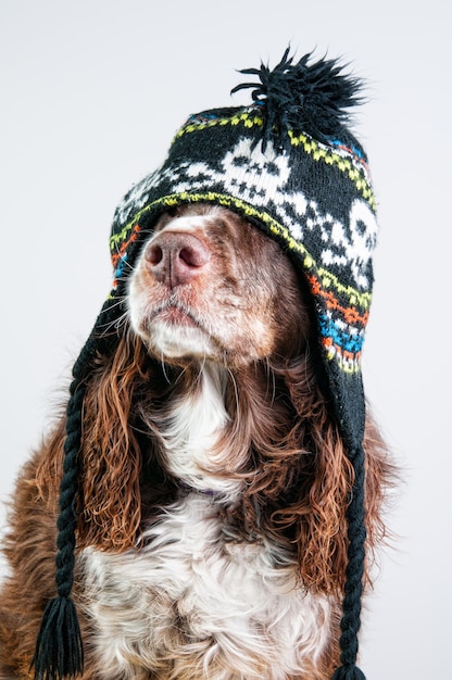 Nahaufnahme eines Hundes, der einen Strickhut gegen weißen Hintergrund trägt