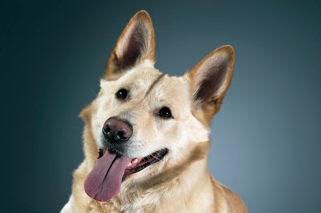 Nahaufnahme eines Hundes, der gegen blauen Hintergrund wegblickt