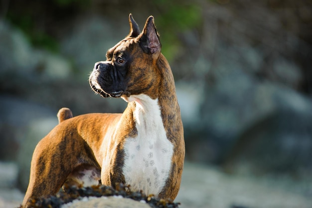 Foto nahaufnahme eines hundes, der gegen eine felsformation steht und wegblickt