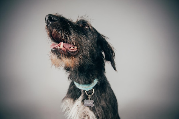 Nahaufnahme eines Hundes, der gegen grauen Hintergrund wegblickt