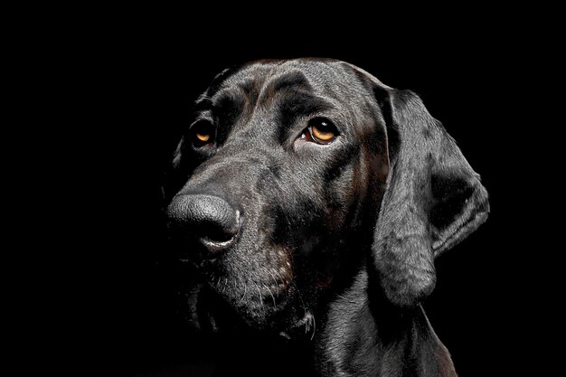 Foto nahaufnahme eines hundes, der gegen schwarzen hintergrund wegblickt