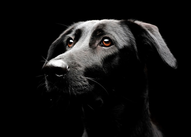 Nahaufnahme eines Hundes, der gegen schwarzen Hintergrund wegblickt