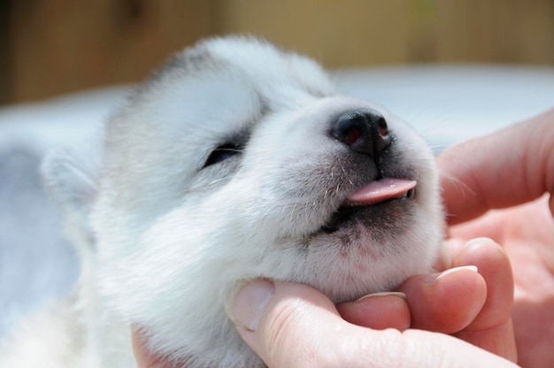 Nahaufnahme eines Hundes, der ihn in der Hand hält