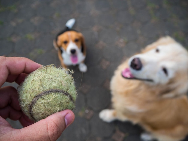 Foto nahaufnahme eines hundes, der ihn in der hand hält