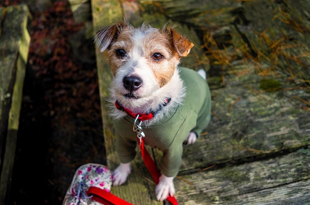 Nahaufnahme eines Hundes, der im Freien sitzt und Kleidung trägt