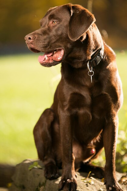 Foto nahaufnahme eines hundes, der im freien sitzt