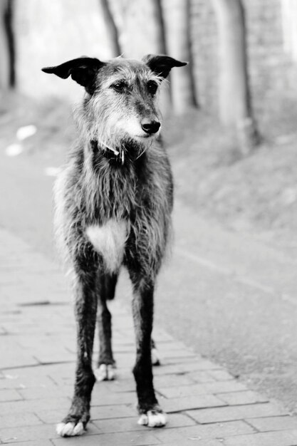 Foto nahaufnahme eines hundes, der im freien steht