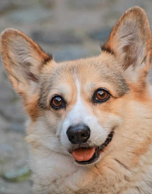 Foto nahaufnahme eines hundes, der in die kamera schaut