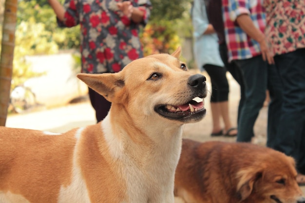 Nahaufnahme eines Hundes, der nach oben schaut