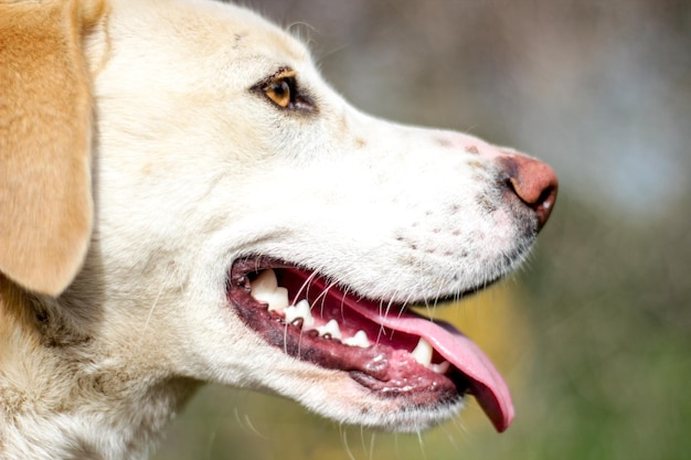 Foto nahaufnahme eines hundes, der seine zunge herausstreckt