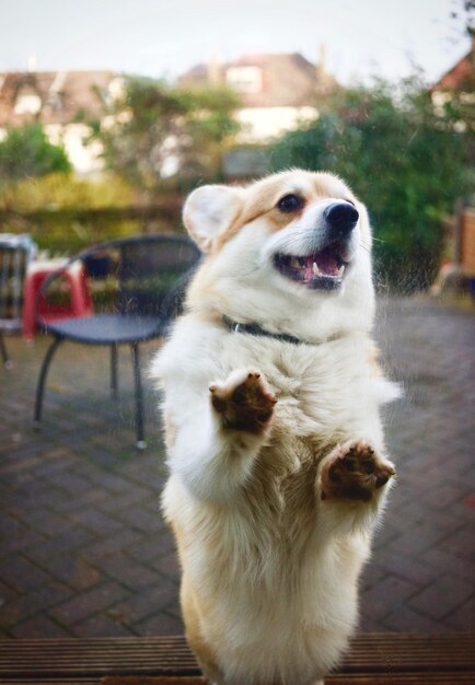 Foto nahaufnahme eines hundes, der sich aufzieht