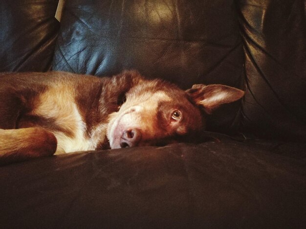 Foto nahaufnahme eines hundes, der sich zu hause auf dem sofa entspannt