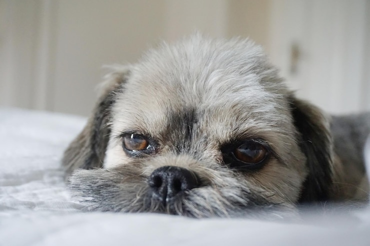 Foto nahaufnahme eines hundes, der sich zu hause im bett entspannt