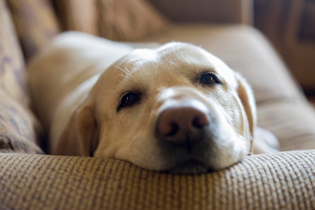 Nahaufnahme eines Hundes, der sich zu Hause im Bett entspannt