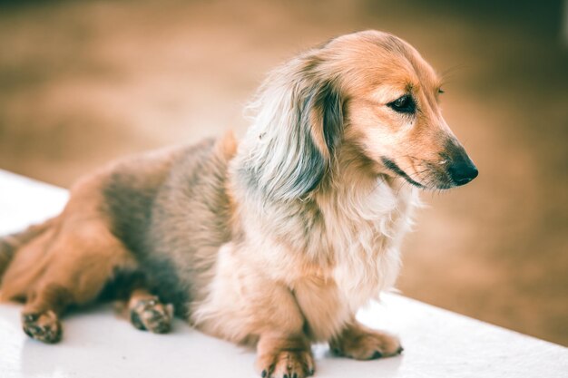 Nahaufnahme eines Hundes, der sitzt