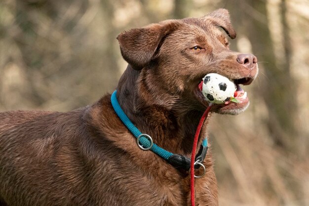 Foto nahaufnahme eines hundes, der wegblickt