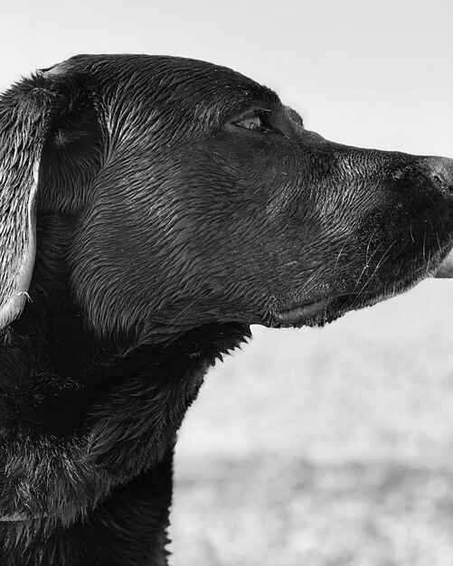 Foto nahaufnahme eines hundes, der wegblickt